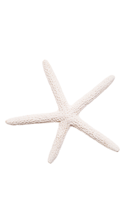 https://mjtrouwenophetstrand.nl/wp-content/uploads/2024/03/floating_image_14.png